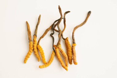 Cordyceps sinensis ya da Ophiocordyceps sinensis beyaz arka planda izole edilmiş, mantar bitkisi tedavisi.