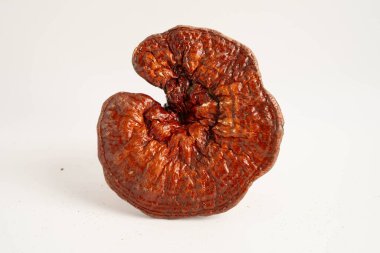 Lingzhi ya da kapsüllü Reishi mantarı, organik ve sağlıklı yiyecekler..
