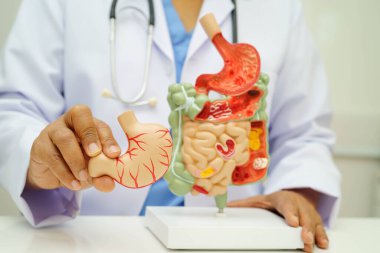 Midesi ve bağırsağı olan sindirim sistemi, Asyalı doktor hastanede teşhis ve tedavi için insan anatomisi modeli tutuyor..