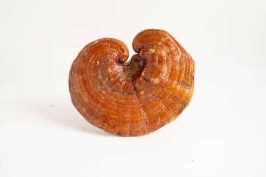 Lingzhi ya da kapsüllü Reishi mantarı, organik ve sağlıklı yiyecekler..