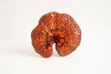 Lingzhi ya da kapsüllü Reishi mantarı, organik ve sağlıklı yiyecekler..