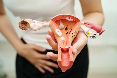 Rahim, Asyalı, kadın insan anatomisi modeli tutuyor..