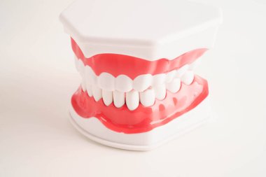 Diş hekimliği hakkında bilgi almak için beyaz arkaplanda diş modeli.