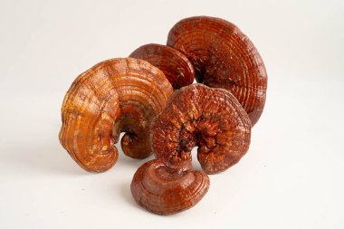 Lingzhi ya da kapsüllü Reishi mantarı, organik ve sağlıklı yiyecekler..