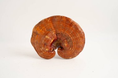 Lingzhi ya da kapsüllü Reishi mantarı, organik ve sağlıklı yiyecekler..