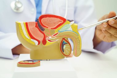 Erkek üreme sistemi, Asyalı doktor hastanede teşhis ve tedavi için insan anatomisi modeli tutuyor..