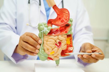 Midesi ve bağırsağı olan sindirim sistemi, Asyalı doktor hastanede teşhis ve tedavi için insan anatomisi modeli tutuyor..