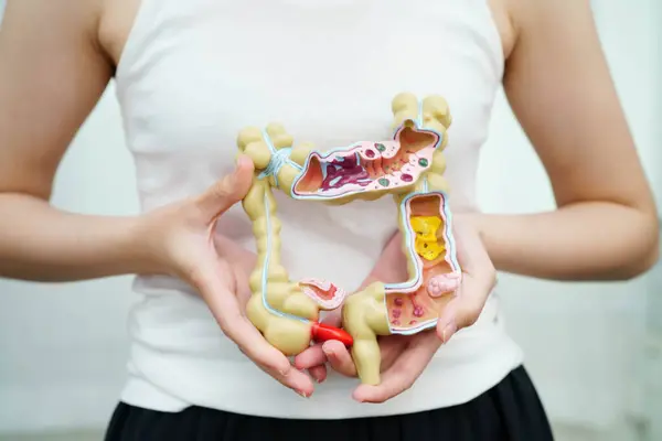 Bağırsak, Asyalı kadın insan anatomisi modeli tutuyor..