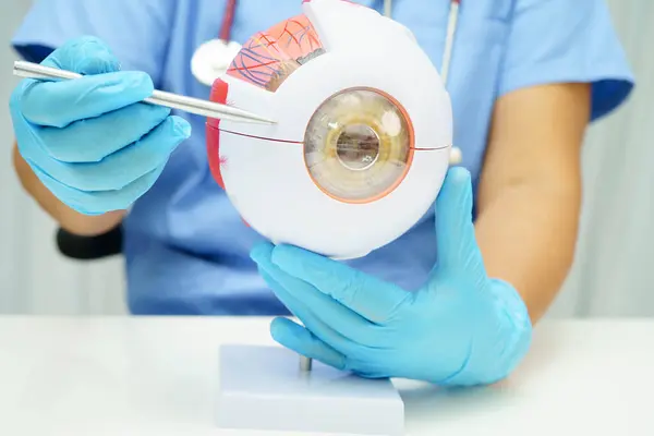 Hastanede teşhis ve tedavi için göz insan anatomisi modeline sahip Asyalı doktor.