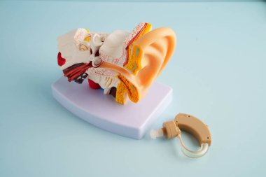 Otoskop, otolargolog ya da ENT doktoru için kulak modeli. Yaşlı hasta kulağını muayene ediyor, işitme sorunu var..