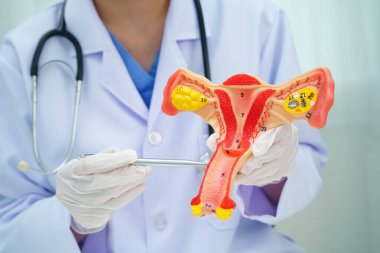 Rahim, hastanede teşhis ve tedavi için insan anatomisi modeli tutan doktor..