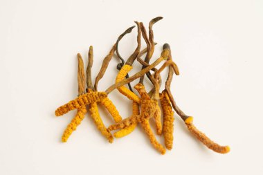 Cordyceps sinensis ya da Ophiocordyceps sinensis beyaz arka planda izole edilmiş, mantar bitkisi tedavisi.
