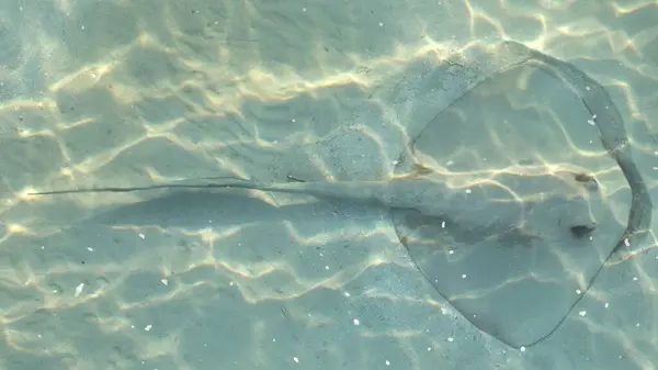 Deniz tabanında bir vatozun yakın çekim görüntüsü.