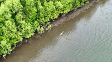 Avustralya 'da Tropik Nehirde Vahşi Timsah ve Kuş
