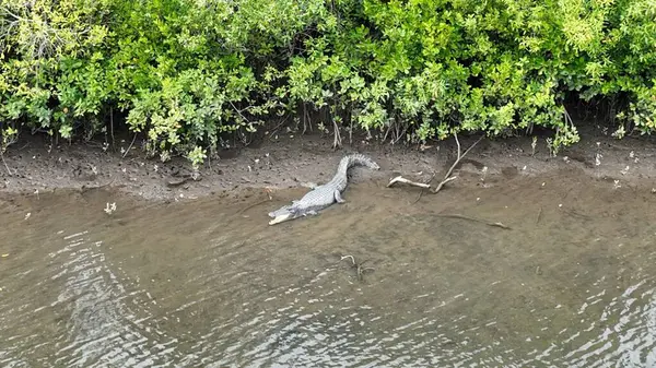 Avustralya 'da Tropik Nehirde Vahşi Timsah