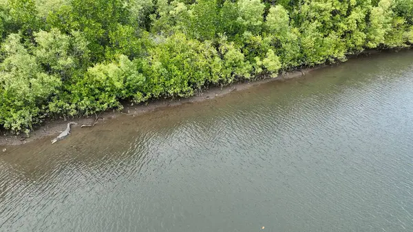 Avustralya 'da Tropik Nehirde Vahşi Timsah
