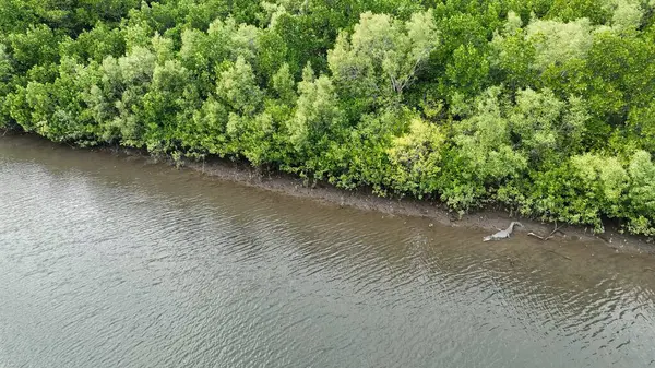 Avustralya 'da Tropik Nehirde Vahşi Timsah