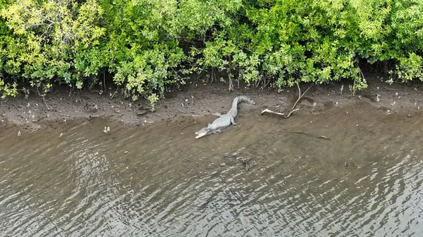 Avustralya 'da Tropik Nehirde Vahşi Timsah