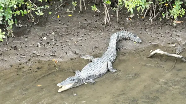 Avustralya 'da Tropik Nehirde Vahşi Timsah