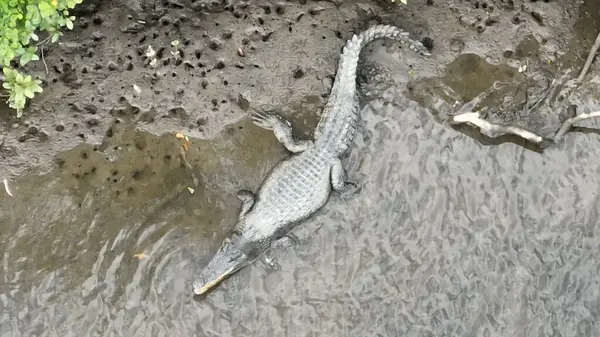Avustralya 'da Tropik Nehirde Vahşi Timsah
