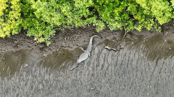 Avustralya 'da Tropik Nehirde Vahşi Timsah