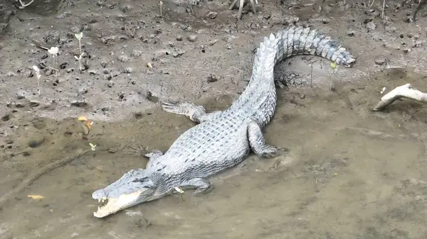 Avustralya 'da Tropik Nehirde Vahşi Timsah