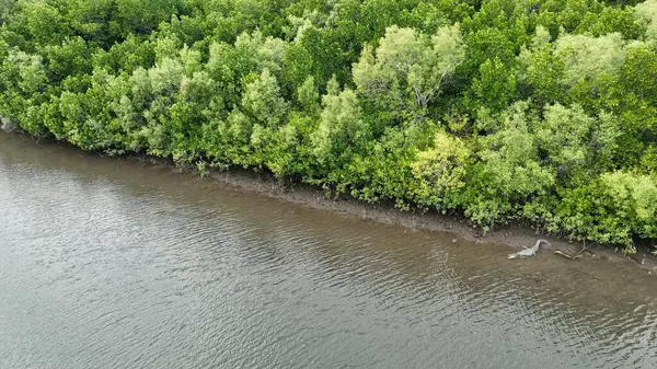 Avustralya 'da Tropik Nehirde Vahşi Timsah