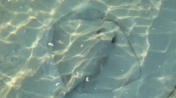 stock image Closeup aerial shot of a stingray on the sea floor