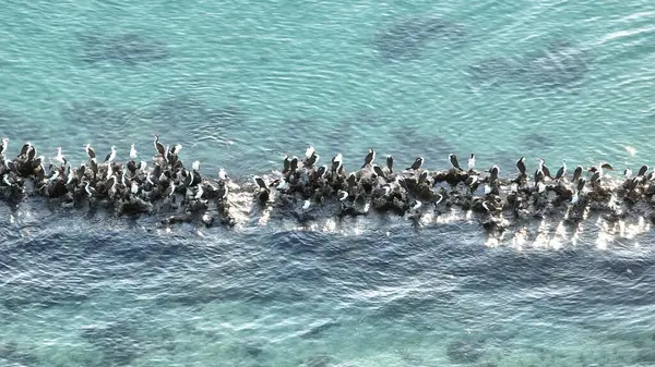Kayalıklardaki Deniz Kuşları Kolonisi