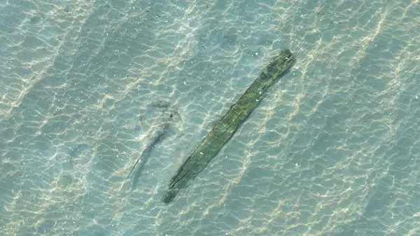Deniz tabanında bir vatozun yakın çekim görüntüsü.