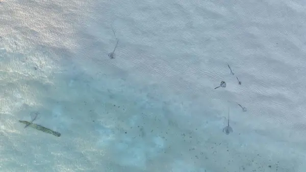 Deniz tabanında bir vatozun yakın çekim görüntüsü.