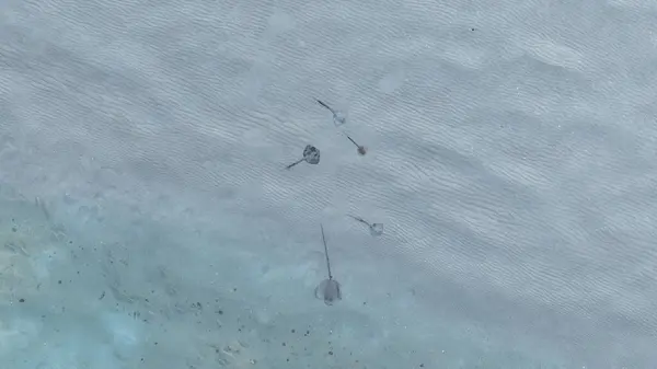 Deniz tabanında bir vatozun yakın çekim görüntüsü.