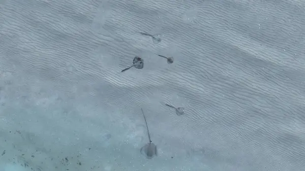 Deniz tabanında bir vatozun yakın çekim görüntüsü.