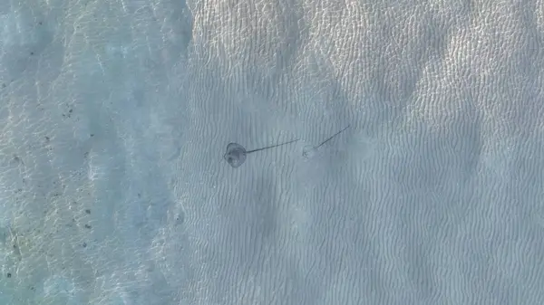 Deniz tabanında bir vatozun yakın çekim görüntüsü.