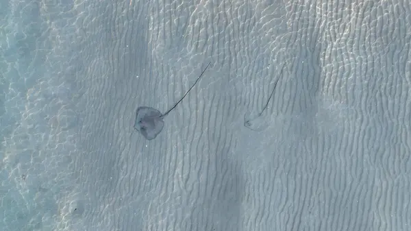 Deniz tabanında bir vatozun yakın çekim görüntüsü.