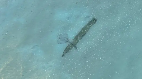 Deniz tabanında bir vatozun yakın çekim görüntüsü.