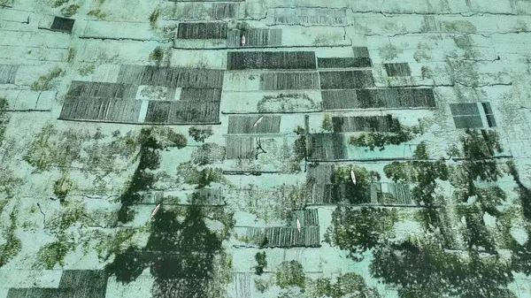 Güzel Endonezya Yosun Çiftliği Yakından