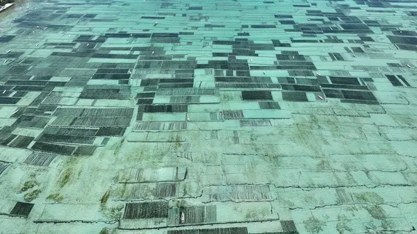 Güzel Endonezya Yosun Çiftliği Yakından