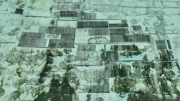 Güzel Endonezya Yosun Çiftliği Yakından