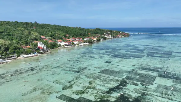 Endonezya Yosun Çiftliği Kıyıya Yakın