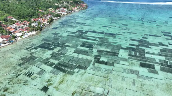 Endonezya Yosun Çiftliği Kıyıya Yakın