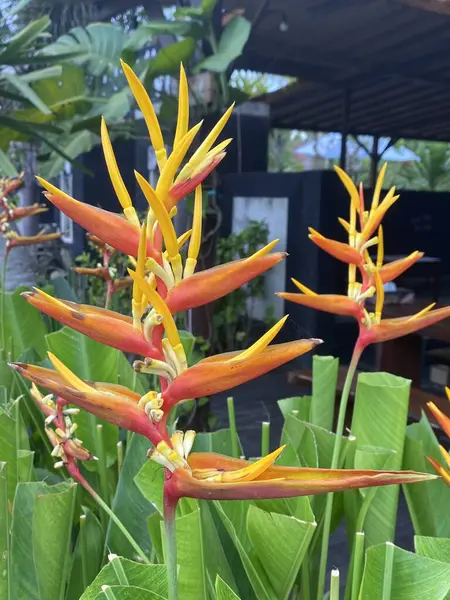 Strelitzia Turna Çiçeği Cennet Kuşu