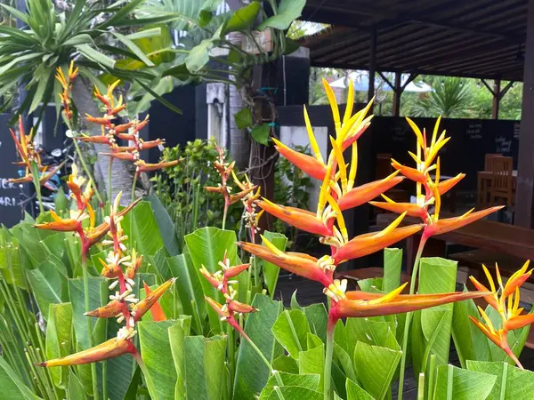 Strelitzia Turna Çiçeği Cennet Kuşu