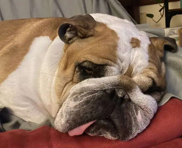 Bulldog ağzının bir tarafında dille uyuyor.