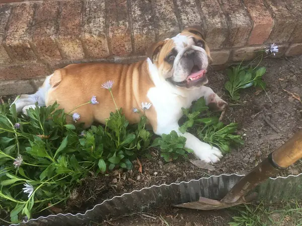 Bulldog papatyalarda bahçe yatağında yatıyor.