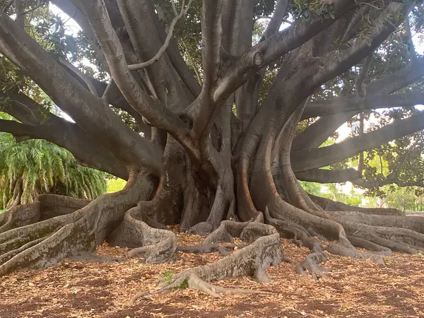 Büyük Moreton Körfezi incir ağacı