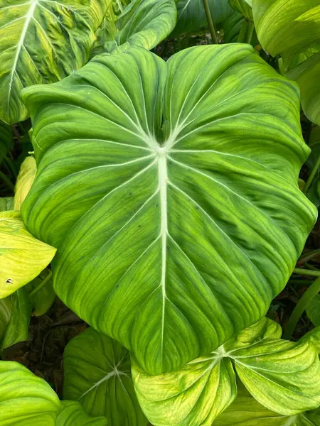 Büyük Vurucu Tropikal Palmiye Yaprağı