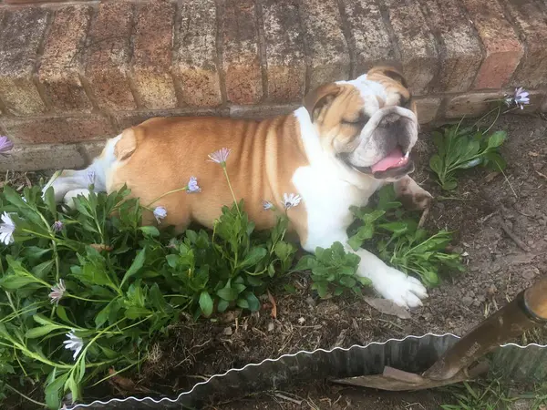 Bulldog papatyalarda bahçe yatağında yatıyor.