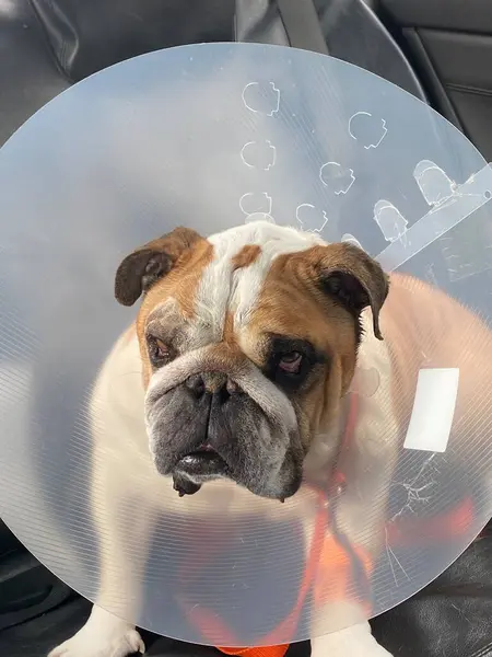 Bulldog Elizabeth yakası takıyor.