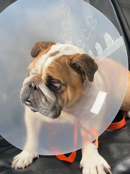 Bulldog Elizabeth yakası takıyor.